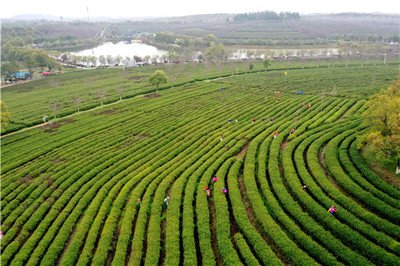 扎实推进乡村全面振兴