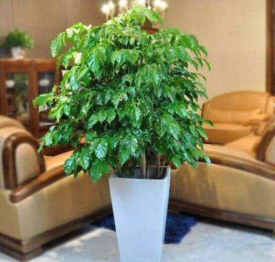 耐阴的室内植物有哪些