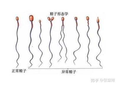 正常怀孕精子最少要达到多少