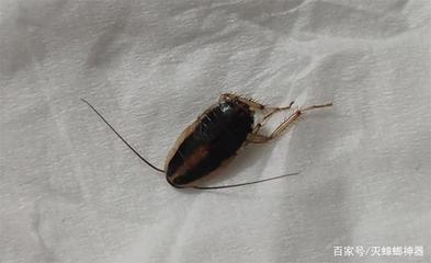 床底下有蟑螂怎么办