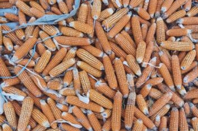 孕妇梦见玉米棒子