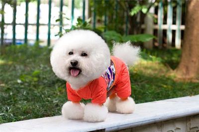 男狗取什么名字好听