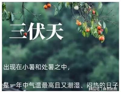 今年三伏共多少天
