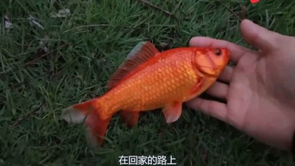 孕妇梦见河里好多鱼