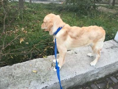 做梦让狗追