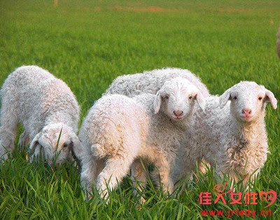 2018年属羊今年多少岁