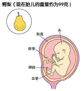 怀孕4个月宝宝多大