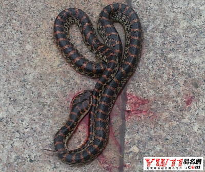 做梦梦见死蛇