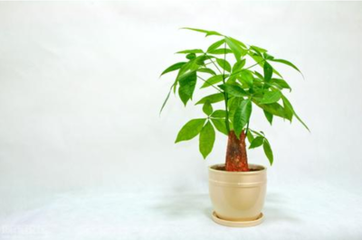 办公桌风水植物