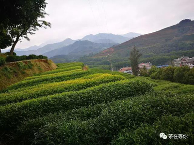 福建哪里产茶叶