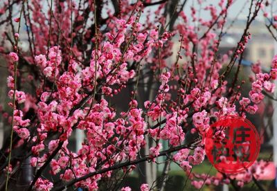 梅花花骨朵怎么形容