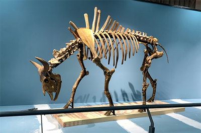 龙骨是什么动物的骨头