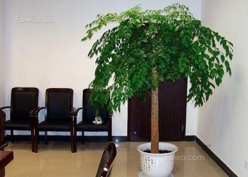 室内盆景植物有哪些