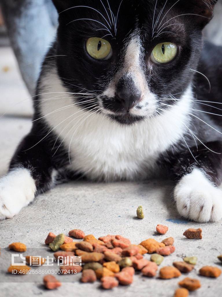 2个月的小猫吃什么