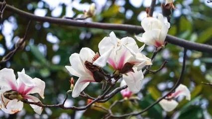寓意勇敢的英文名