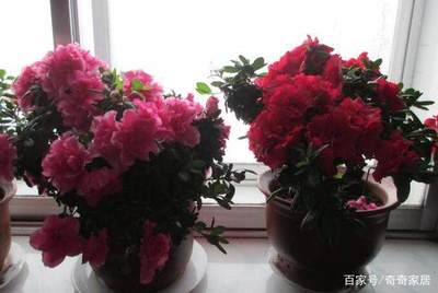 杜鹃花能放卧室吗