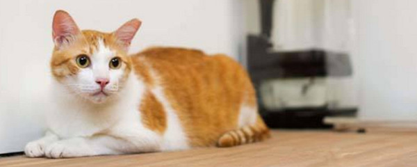 猫影响怀孕吗