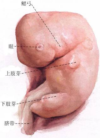 怀孕4个月宝宝多大
