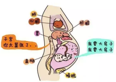 胎儿吸收营养过程图