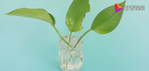 养花的水里放什么好