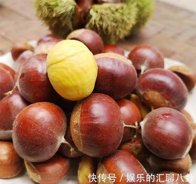 刚怀孕可以吃板栗吗