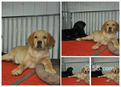 重庆纯种拉布拉多犬