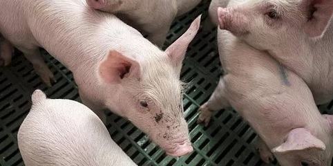 仔猪伪狂犬怎么治疗