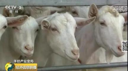 成人能喝婴儿配方奶粉吗
