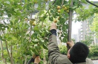 果树保险赔偿标准