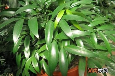 竹柏放室内对人的好处