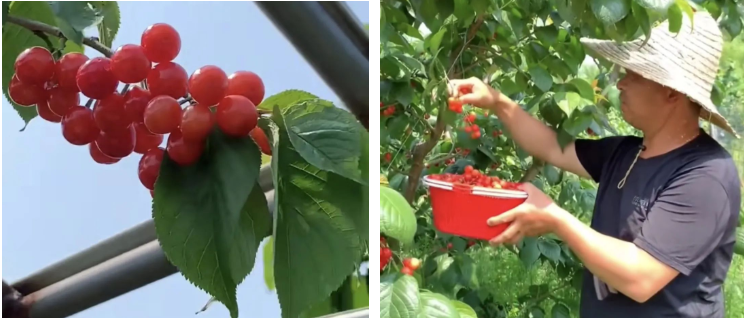 家里能种樱桃树吗