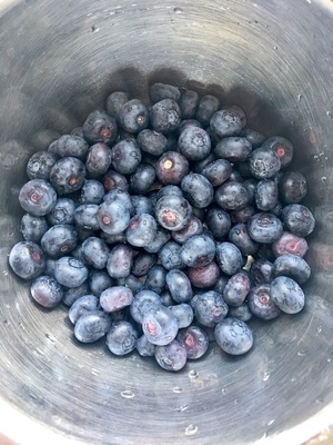 蓝莓辅食制作方法