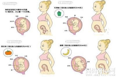 怀孕五个月宝宝发育标准