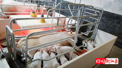 自动化养猪场设备