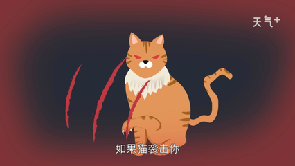 做梦梦见猫和老鼠