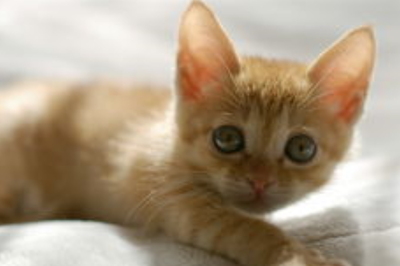 猫咪吉利又好听的名字