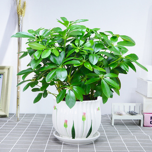 绿植室内盆栽