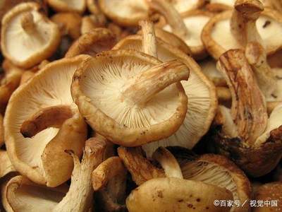 不能同食的食物 香菇