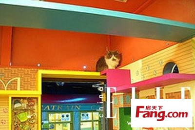 猫舍装修