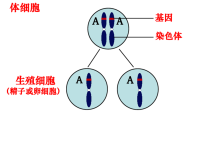 体细胞有多少基因