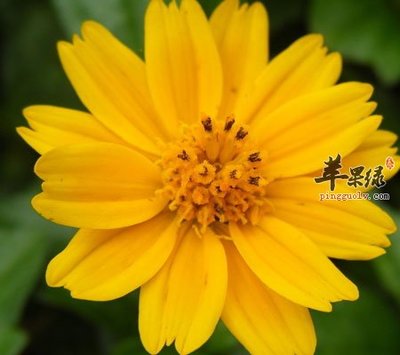 野菊花对脸上痘痘的功效