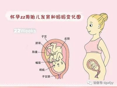 孕21周胎儿发育情况