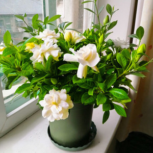 栀子花适合在室内养吗