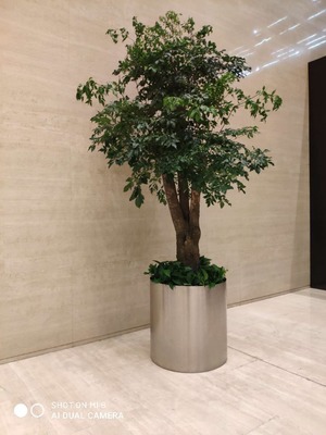 绿植租摆租赁