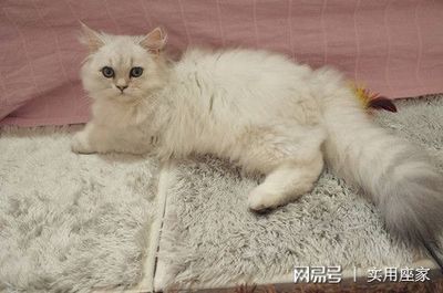 猫影响怀孕吗