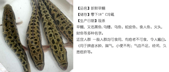鱼草的制作方法