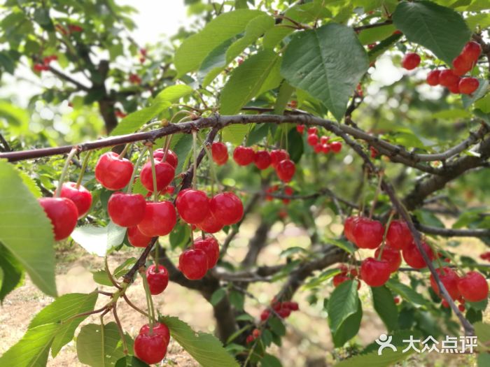 西安樱桃谷景区