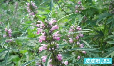 怀孕吃益母草会怎么样