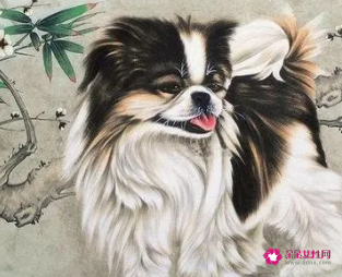 属狗的禁忌养什么宠物