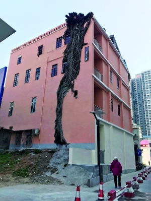 房子上长树好不好